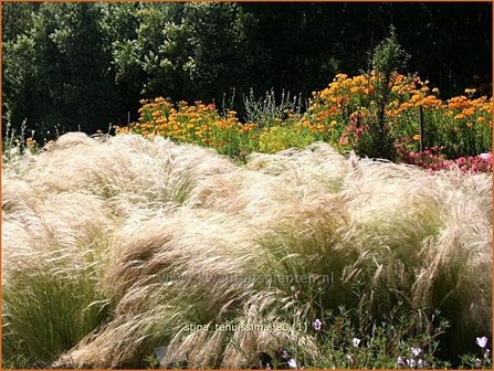 Stipa tenuissima | Vedergras
