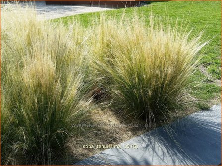Stipa tenuissima | Vedergras