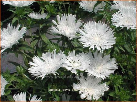 Stokesia laevis 'Alba' | Korenbloemaster