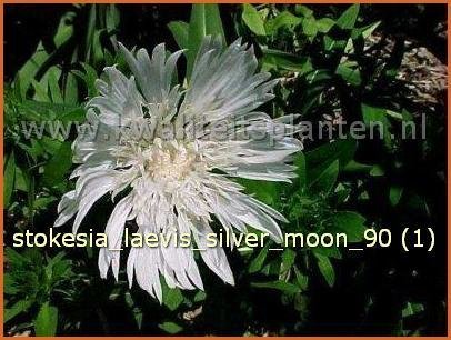 Stokesia laevis 'Silver Moon' | Korenbloemaster
