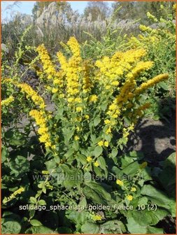 Solidago sphacelata &#039;Golden Fleece&#039; | Guldenroede