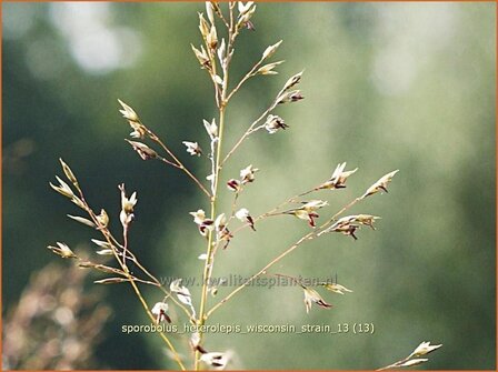 Sporobolus heterolepis &#039;Wisconsin Strain&#039; | Parelgras, Prairiedropzaad