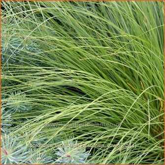 Sporobolus heterolepis &#039;Wisconsin Strain&#039; | Parelgras, Prairiedropzaad