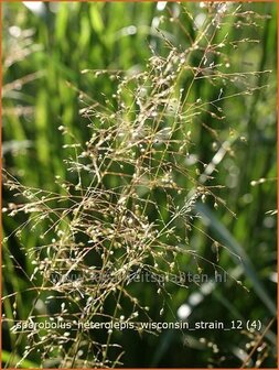 Sporobolus heterolepis &#039;Wisconsin Strain&#039; | Parelgras, Prairiedropzaad
