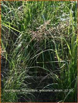 Sporobolus heterolepis &#039;Wisconsin Strain&#039; | Parelgras, Prairiedropzaad