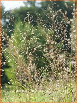 Sporobolus heterolepis &#039;Wisconsin Strain&#039; | Parelgras, Prairiedropzaad