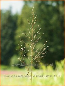 Sporobolus heterolepis &#039;Wisconsin Strain&#039; | Parelgras, Prairiedropzaad