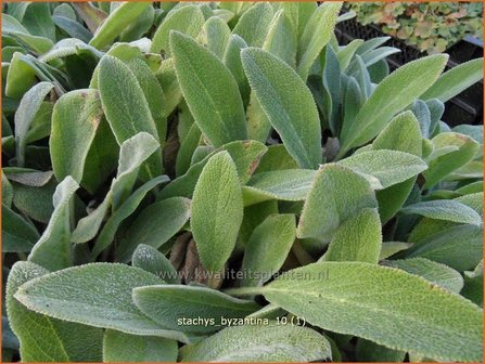 Stachys byzantina | Ezelsoor, Andoorn, Bereoren