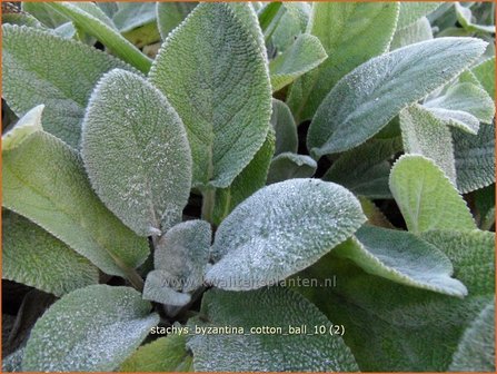 Stachys byzantina &#039;Cotton Ball&#039; | Ezelsoor, Andoorn, Bereoren