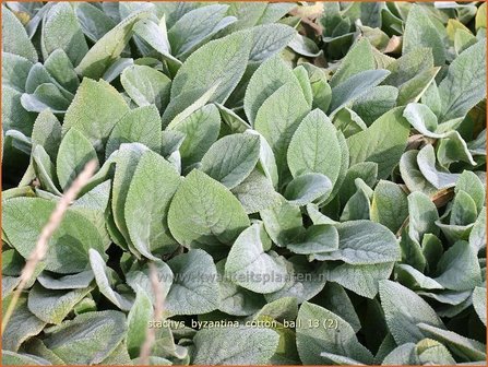 Stachys byzantina &#039;Cotton Ball&#039; | Ezelsoor, Andoorn, Bereoren