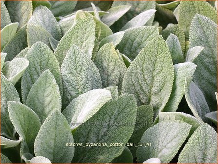 Stachys byzantina &#039;Cotton Ball&#039; | Ezelsoor, Andoorn, Bereoren