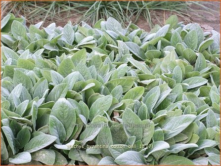 Stachys byzantina &#039;Cotton Ball&#039; | Ezelsoor, Andoorn, Bereoren