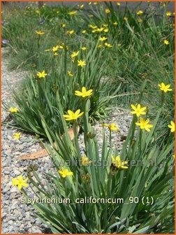 Sisyrinchium californicum | Bieslelie