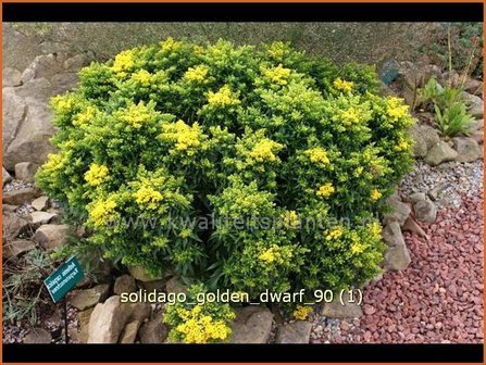 Solidago 'Golden Dwarf' | Guldenroede
