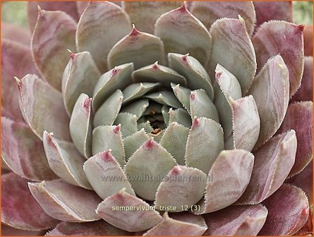 Sempervivum &#039;Triste&#039; | Huislook, Donderblad