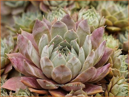 Sempervivum &#039;Triste&#039; | Huislook, Donderblad