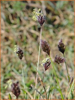 Sesleria caerulea | Blauwgras