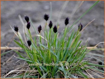 Sesleria heufleriana | Blauwgras