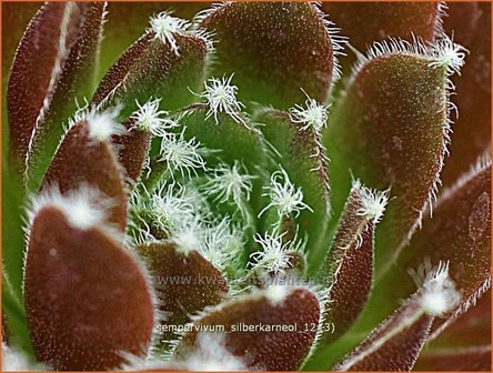 Sempervivum &#039;Silberkarneol&#039; | Huislook, Donderblad