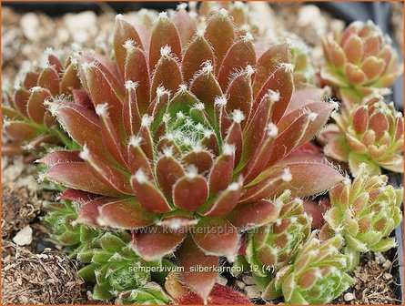 Sempervivum &#039;Silberkarneol&#039; | Huislook, Donderblad