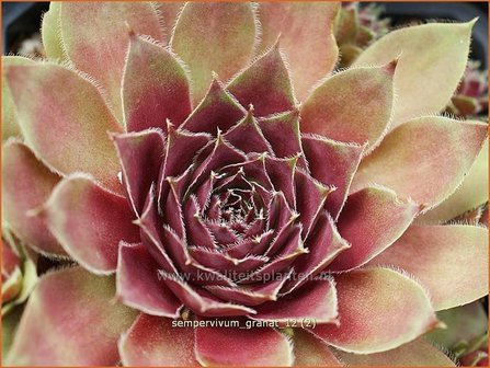 Sempervivum &#039;Granat&#039; | Huislook, Donderblad