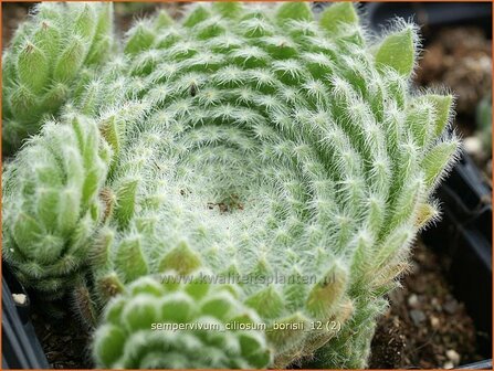Sempervivum ciliosum borisii | Huislook, Donderblad
