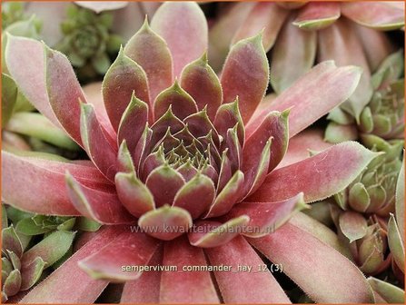 Sempervivum &#039;Commander Hay&#039; | Huislook, Donderblad