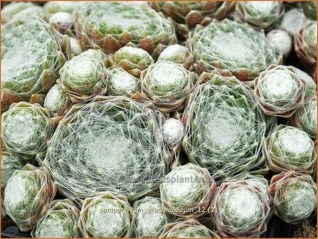 Sempervivum arachnoideum | Huislook, Donderblad, Spinnenwebhuislook