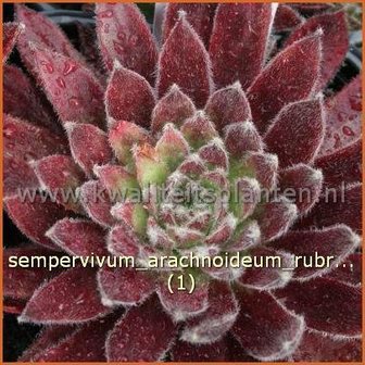 Sempervivum arachnoideum 'Rubrum' | Huislook, Donderblad, Spinnenwebhuislook