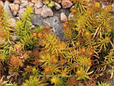 Sedum reflexum &#039;Angelina&#039; | Hemelsleutel, Vetkruid