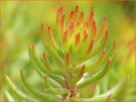 Sedum reflexum &#039;Angelina&#039; | Hemelsleutel, Vetkruid