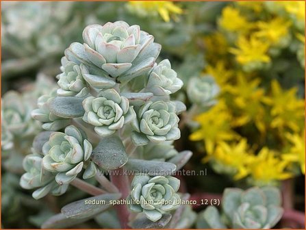 Sedum spathulifolium &#039;Cape Blanco&#039; | Hemelsleutel, Vetkruid