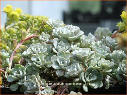 Sedum spathulifolium &#039;Cape Blanco&#039; | Hemelsleutel, Vetkruid