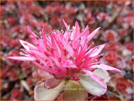 Sedum spurium &#039;Schorbuser Blut&#039; | Roze vetkruid