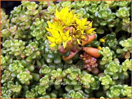 Sedum oreganum | Hemelsleutel, Vetkruid