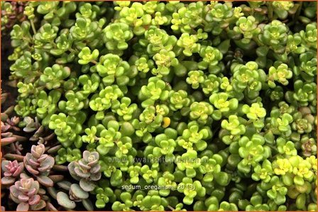 Sedum oreganum | Hemelsleutel, Vetkruid