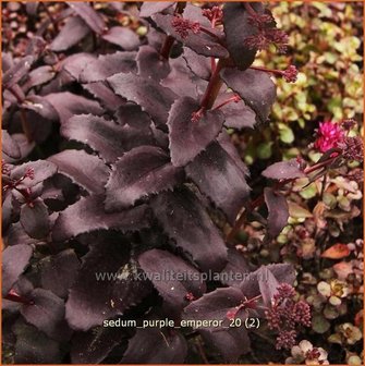 Sedum &#039;Purple Emperor&#039; | Hemelsleutel, Vetkruid