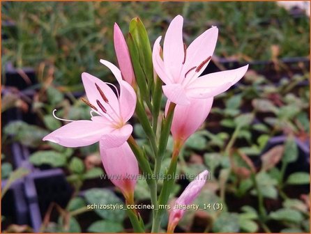 Schizostylis coccinea &#039;Mrs Hegarty&#039; | Moerasgladiool, Kafferlelie