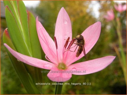 Schizostylis coccinea &#039;Mrs Hegarty&#039; | Moerasgladiool, Kafferlelie