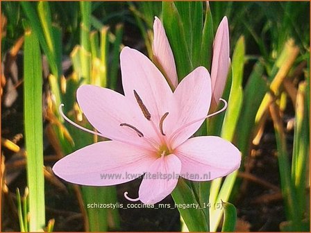 Schizostylis coccinea &#039;Mrs Hegarty&#039; | Moerasgladiool, Kafferlelie