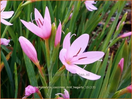 Schizostylis coccinea &#039;Mrs Hegarty&#039; | Moerasgladiool, Kafferlelie