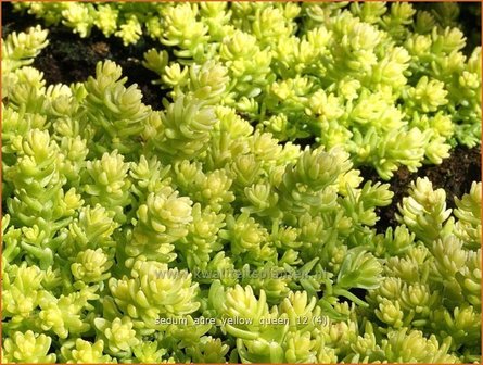 Sedum acre &#039;Yellow Queen&#039; | Muurpeper