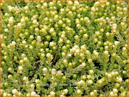 Sedum acre &#039;Yellow Queen&#039; | Muurpeper