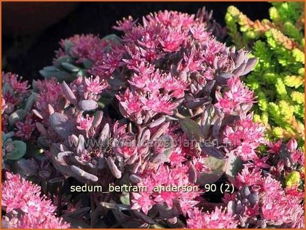 Sedum &#039;Bertram Anderson&#039; | Hemelsleutel, Vetkruid