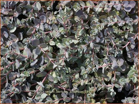 Sedum &#039;Bertram Anderson&#039; | Hemelsleutel, Vetkruid