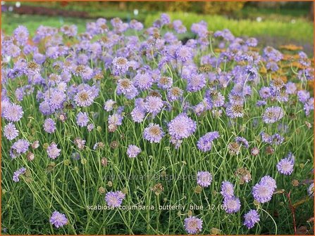 Scabiosa columbaria &#039;Butterfly Blue&#039; | Duifkruid, Schurftkruid