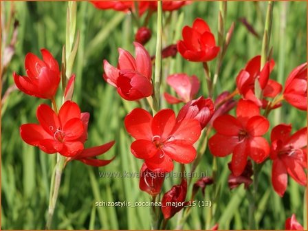 Schizostylis coccinea &#039;Major&#039; | Moerasgladiool, Kafferlelie