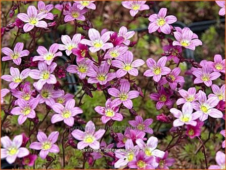 Saxifraga &#039;Peter Pan&#039; | Steenbreek, Mossteenbreek