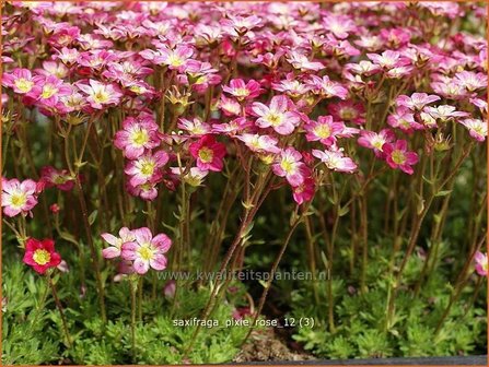 Saxifraga 'Pixie Rose' | Steenbreek, Mossteenbreek