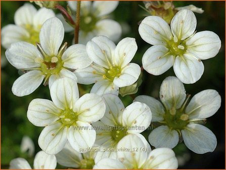 Saxifraga &#039;Pixie White&#039; | Steenbreek, Mossteenbreek